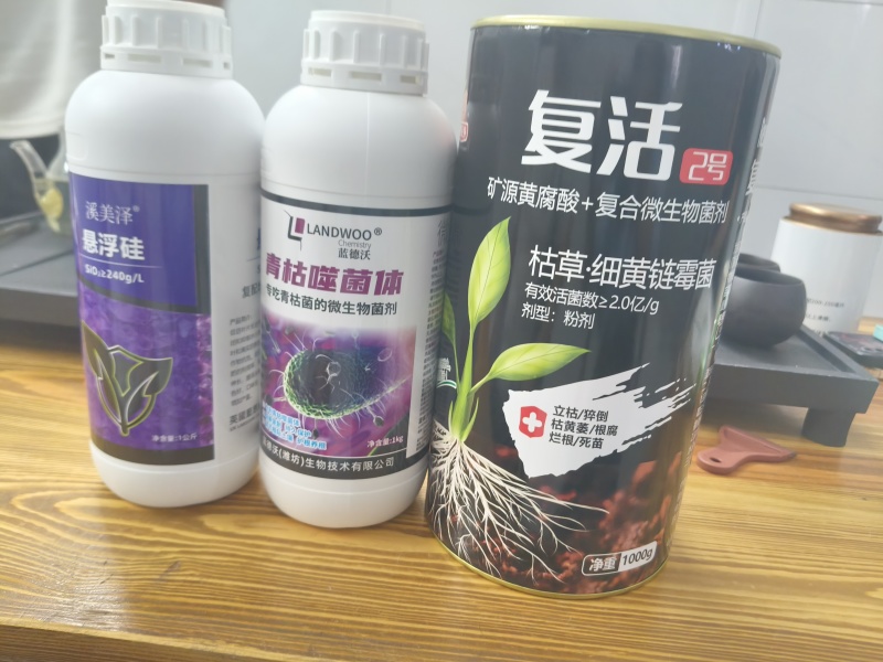 阳春沙姜