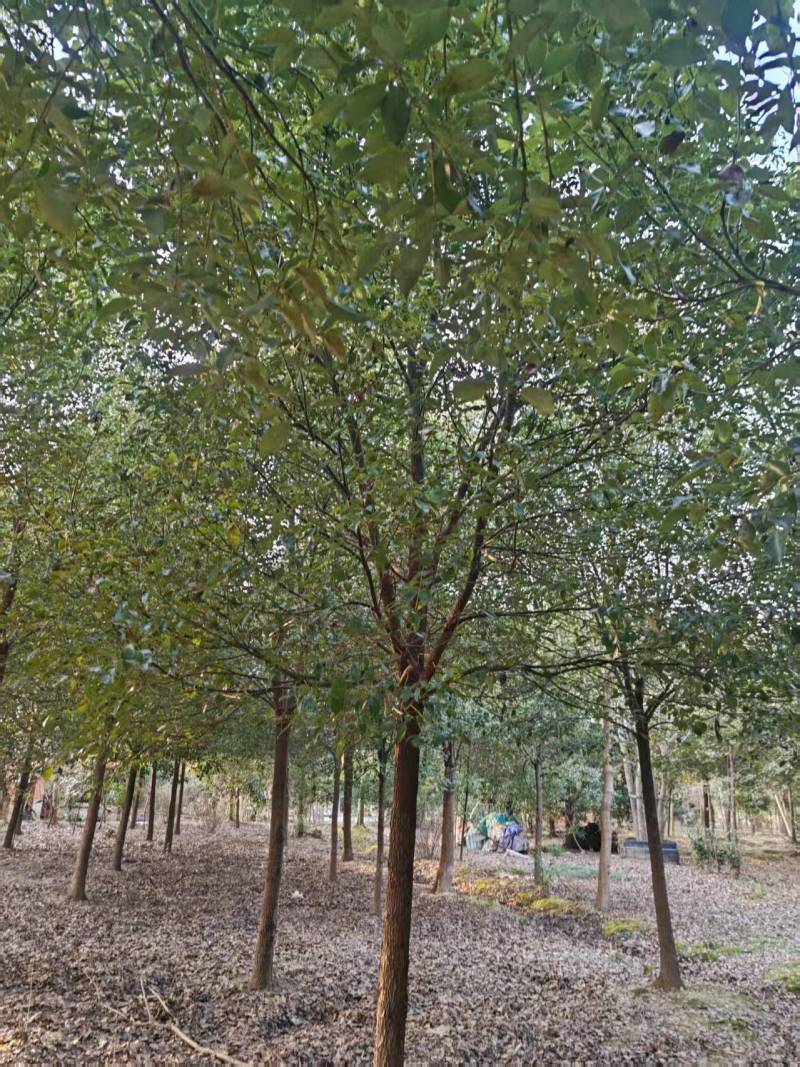 香樟12~25公分支持实地看苗，黑土移栽，欢迎问价