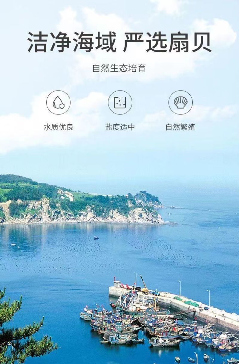 包邮新货大干贝瑶柱干货批发新鲜深海扇贝柱海鲜水产干货