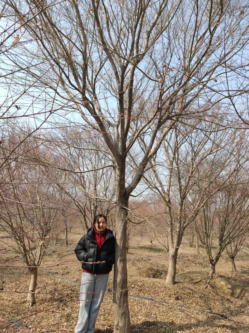 高分枝15公分-22公分鸡爪槭苗圃直发