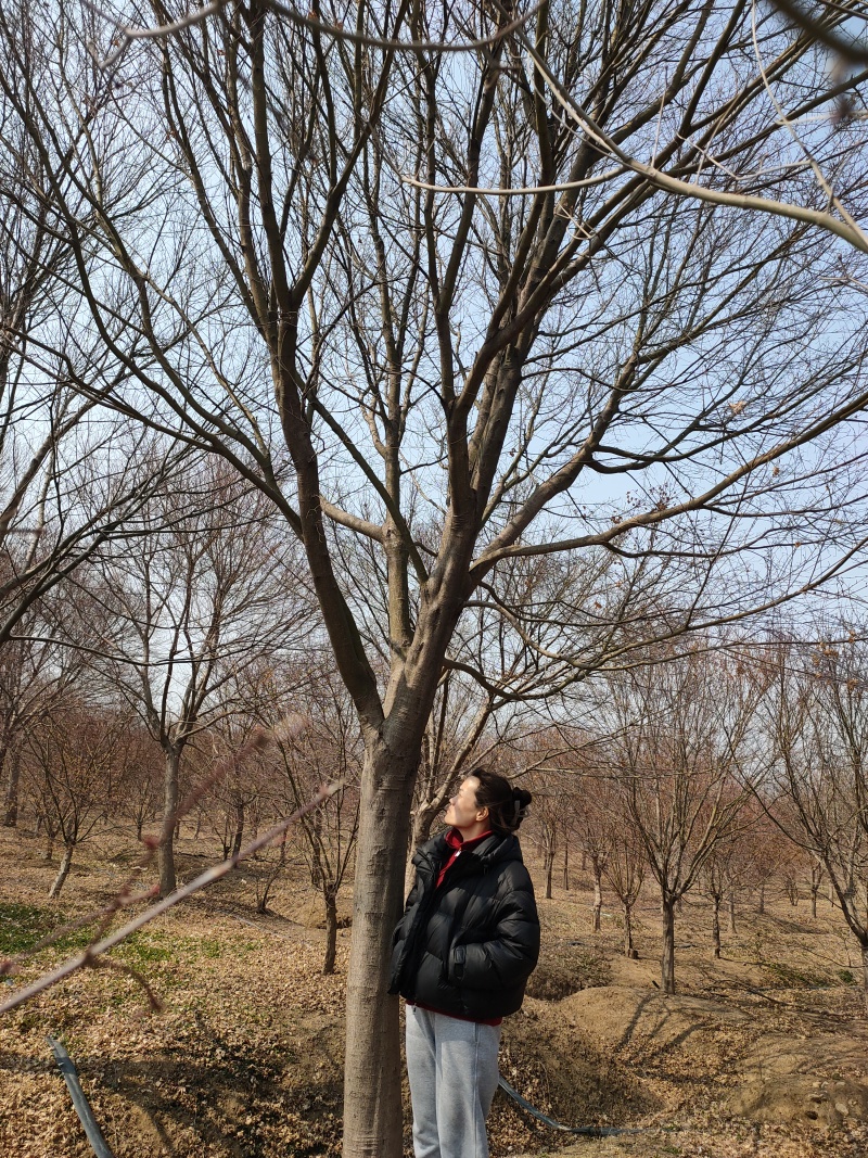 高分枝15公分-22公分鸡爪槭苗圃直发