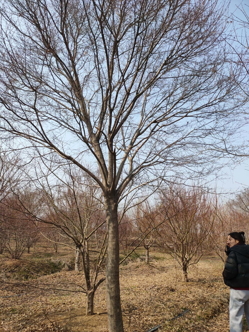 高分枝15公分-22公分鸡爪槭苗圃直发