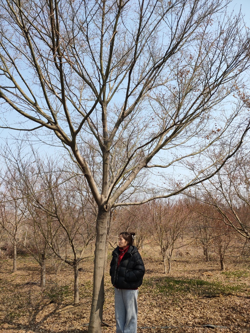 高分枝15公分-22公分鸡爪槭苗圃直发