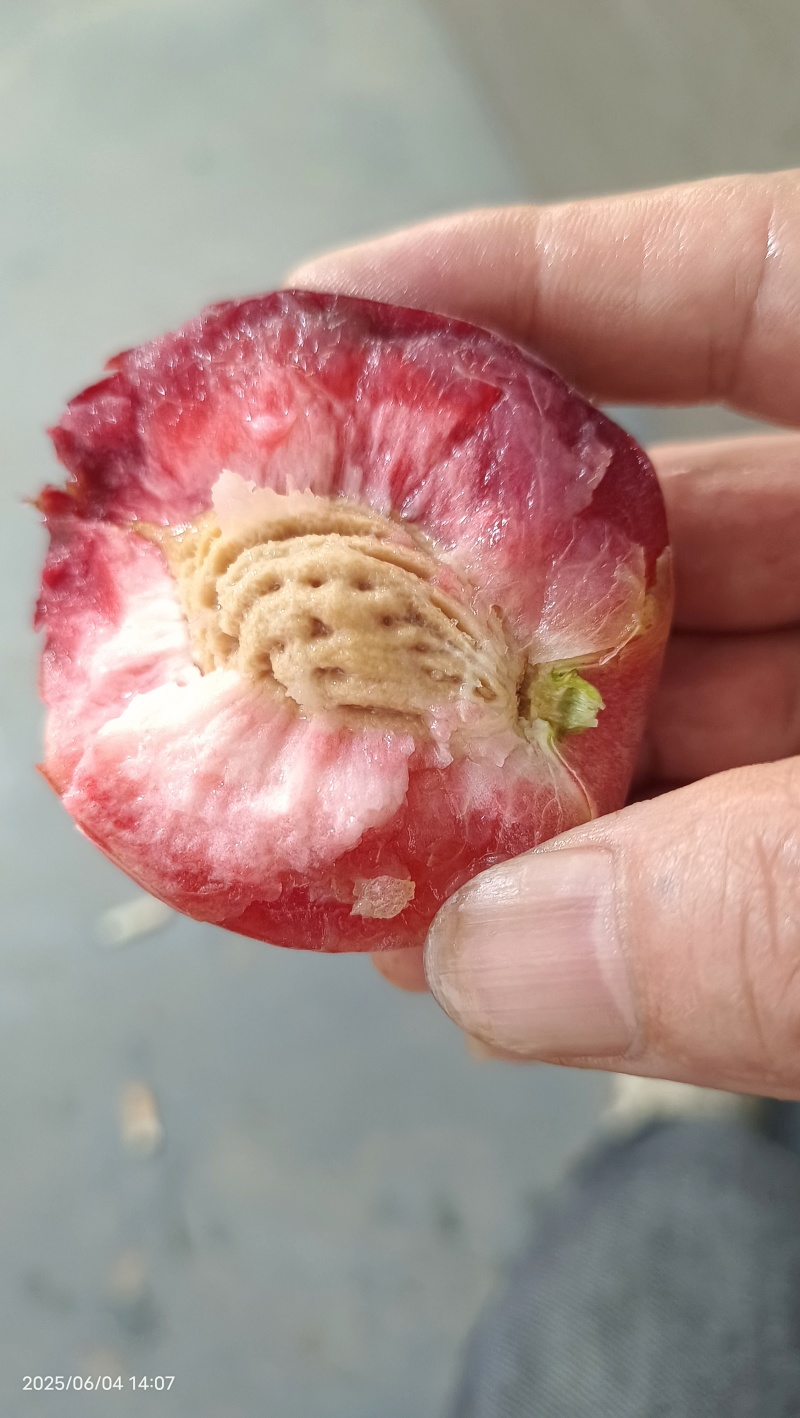 湖北老树血桃胭脂红朱砂红猪血红可批发+电商一件代发