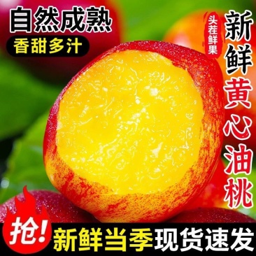 精品油桃中油4号5号山东万亩基地现摘现发