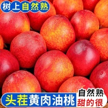 山东油桃现摘现发中油4号5号品种优良规格齐全价低