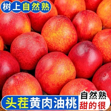 山东油桃现摘现发中油4号5号品种优良规格齐全价低