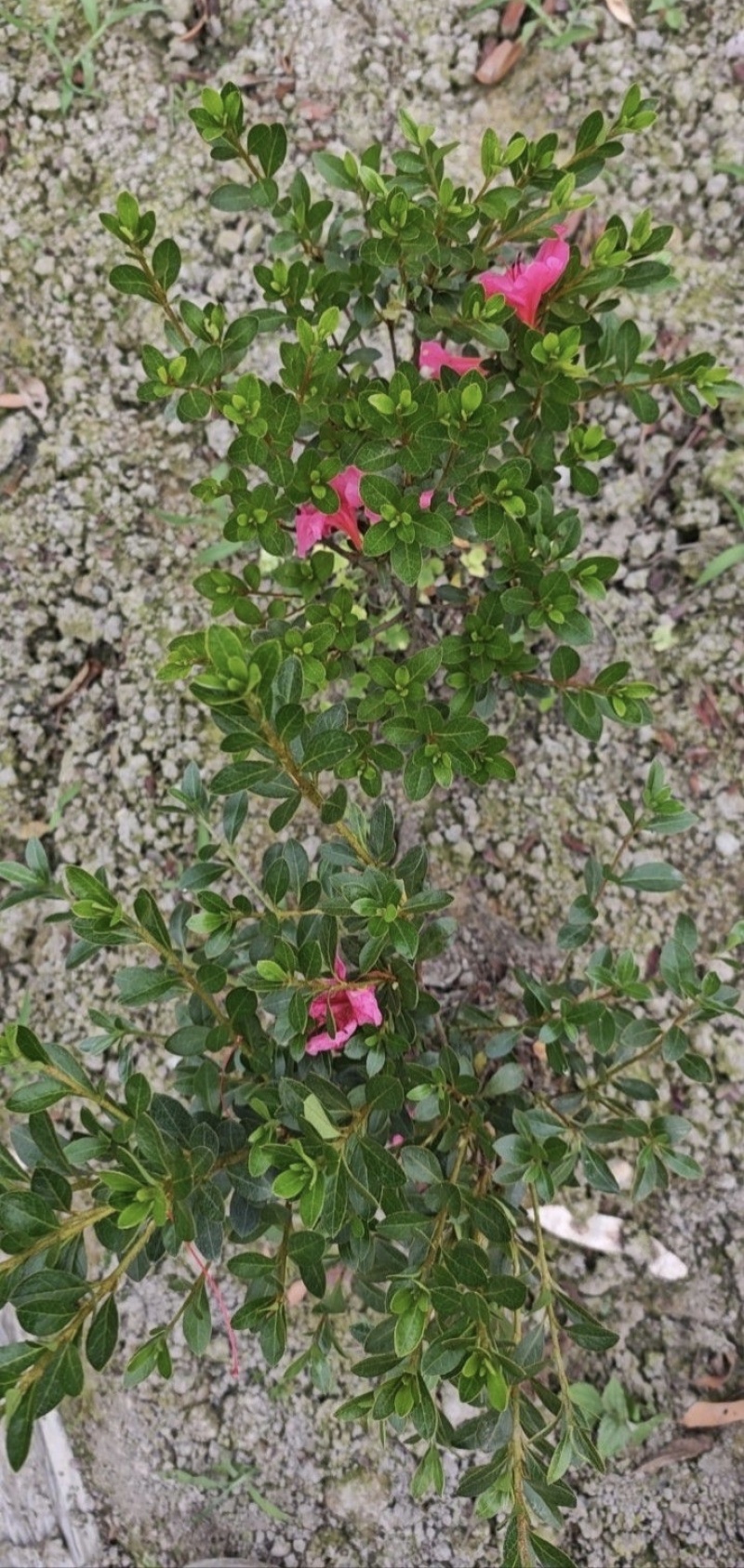 夏娟地栽苗容器苗，基地常年直销，各种规格，量大从优
