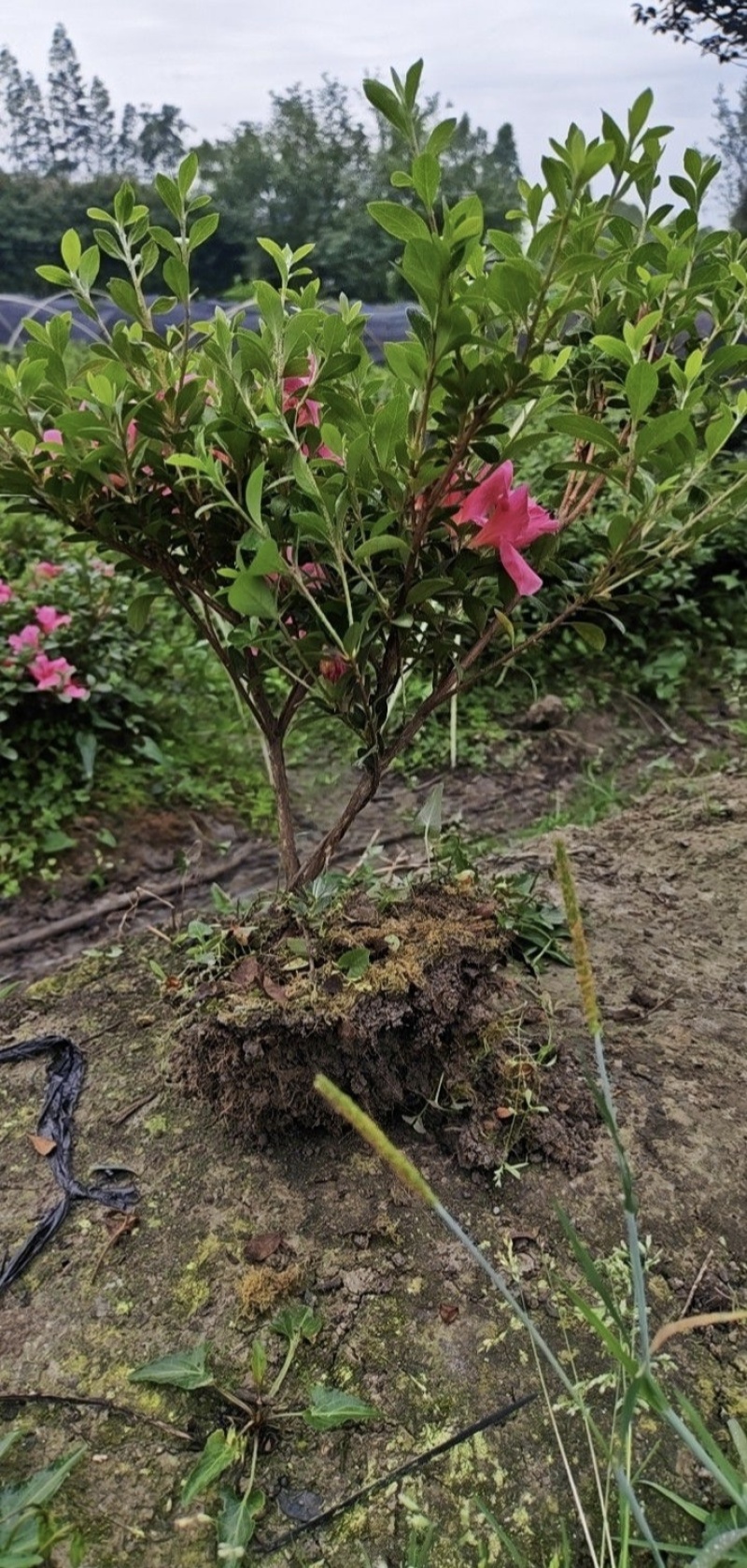 夏娟地栽苗容器苗，基地常年直销，各种规格，量大从优