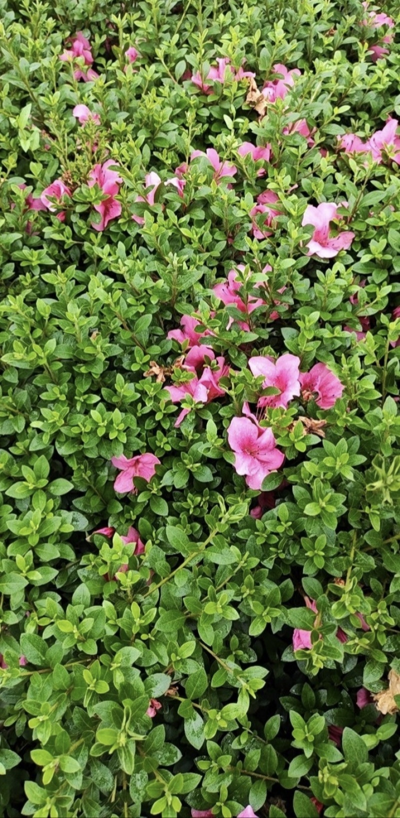 夏娟地栽苗容器苗，基地常年直销，各种规格，量大从优