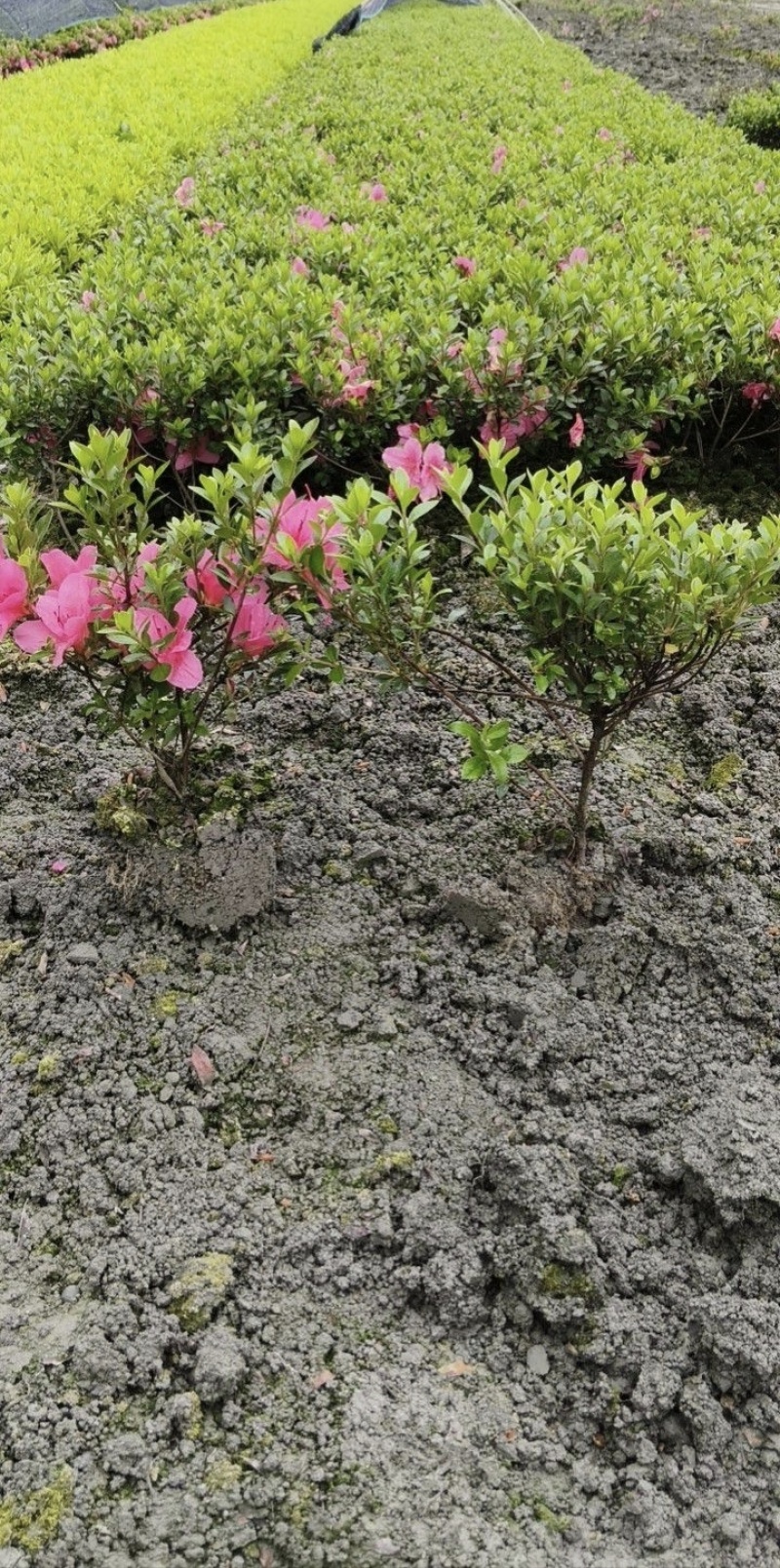 夏娟地栽苗容器苗，基地常年直销，各种规格，量大从优
