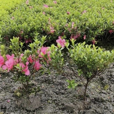 夏娟地栽苗容器苗，基地常年直销，各种规格，量大从优