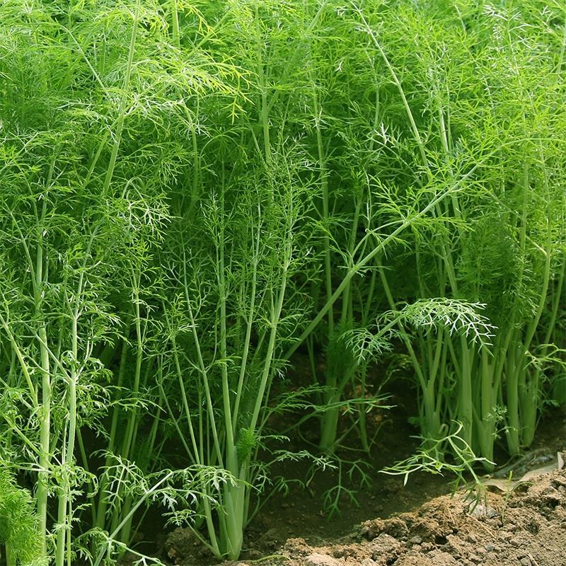 云南高原茴香苗