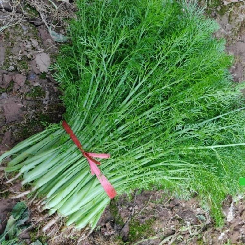 云南高原茴香苗