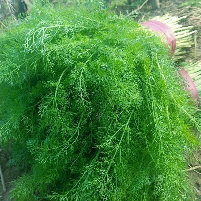 云南高原茴香苗