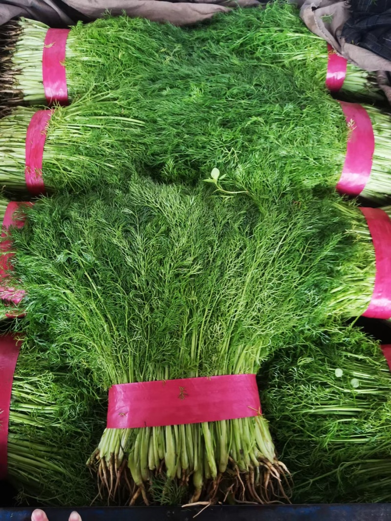 云南高原茴香苗
