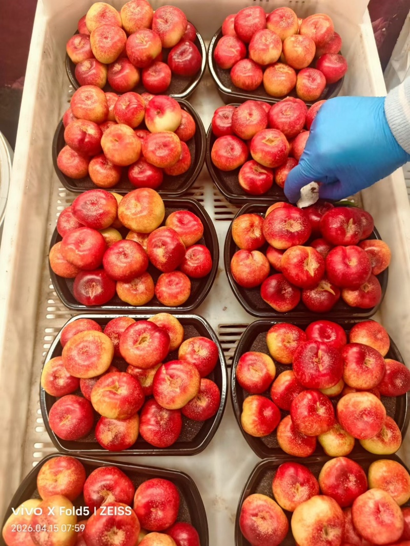 精品黄油桃新鲜采摘脆甜多汁自然成熟按需加工价格优惠