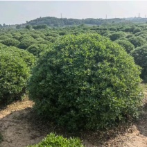 朴树、乌桕、紫荆、紫薇、灌木、杯苗、艾苗，价格电议
