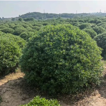 朴树、乌桕、紫荆、紫薇、灌木、杯苗、艾苗，价格电议
