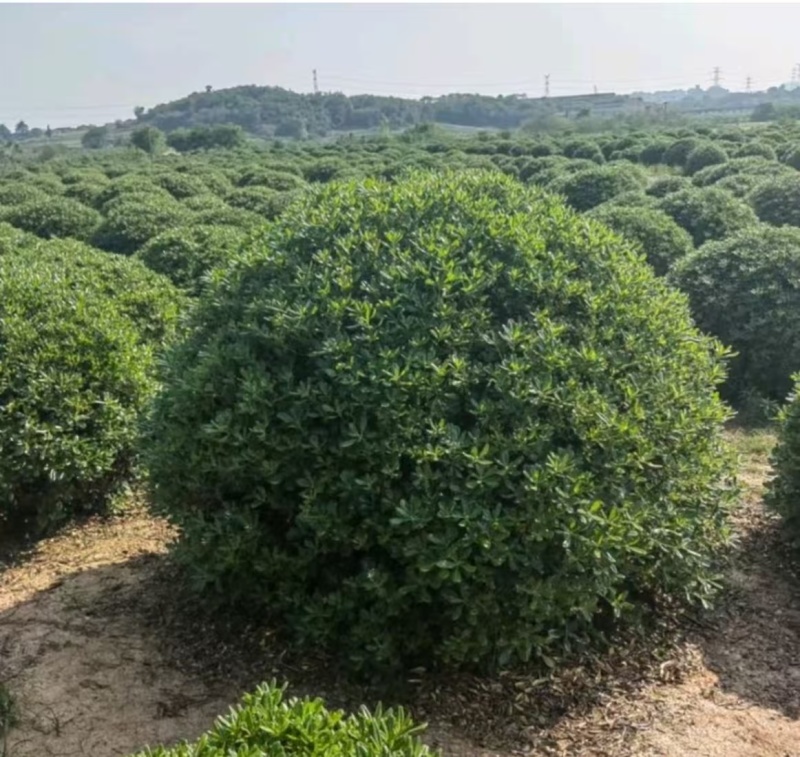朴树、乌桕、紫荆、紫薇、灌木、杯苗、艾苗，价格电议