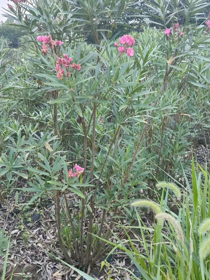 朴树、乌桕、紫荆、紫薇、灌木、杯苗、艾苗，价格电议