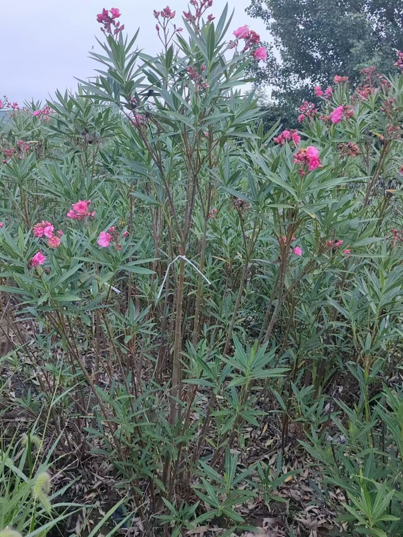 朴树、乌桕、紫荆、紫薇、灌木、杯苗、艾苗，价格电议
