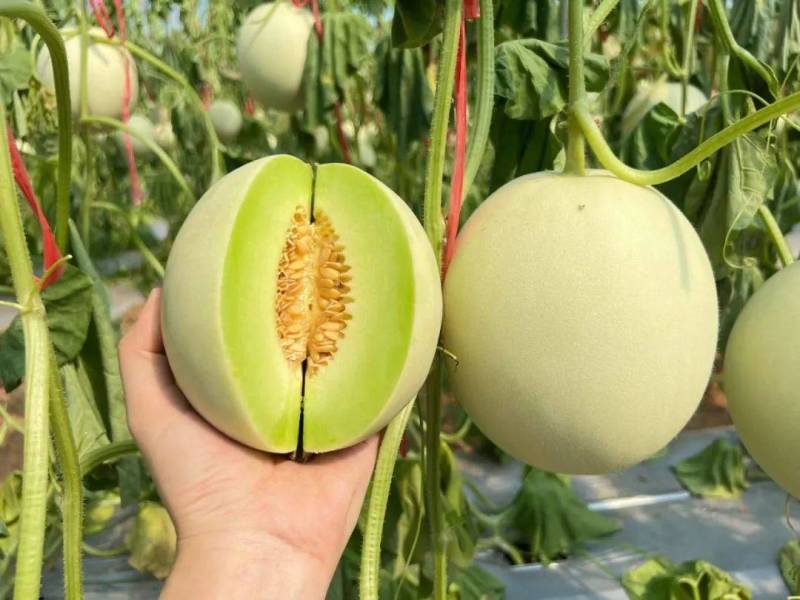 玉菇香瓜