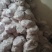 辽宁大型分割场直发猪头各种猪福产品等品种齐全对接全国