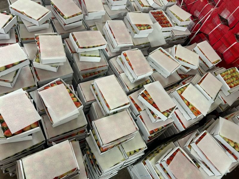 云南会泽待补蒙特瑞草莓各种规格齐全价格实惠欢迎联系