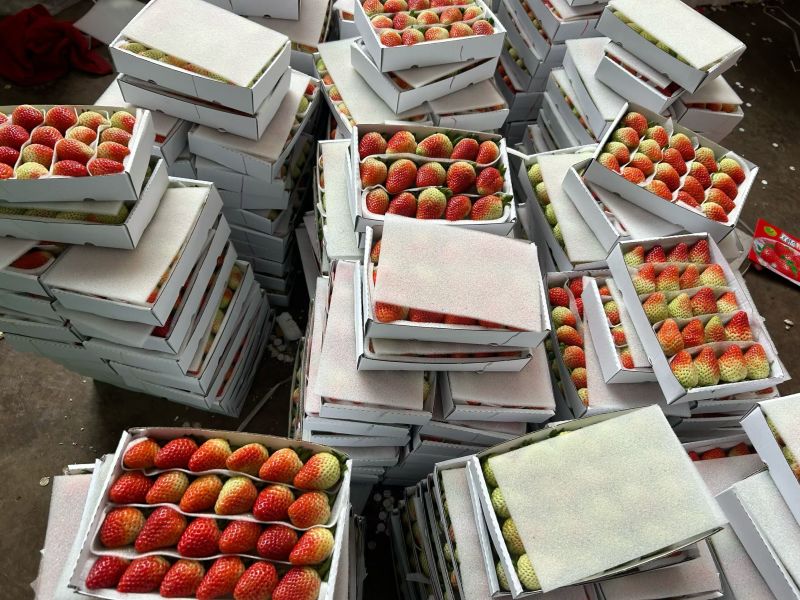 云南会泽待补蒙特瑞草莓各种规格齐全价格实惠欢迎联系