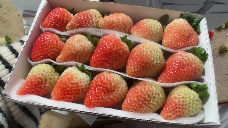 云南会泽待补蒙特瑞草莓各种规格齐全价格实惠欢迎联系
