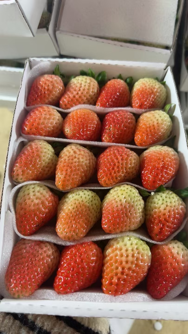 云南会泽待补蒙特瑞草莓各种规格齐全价格实惠欢迎联系