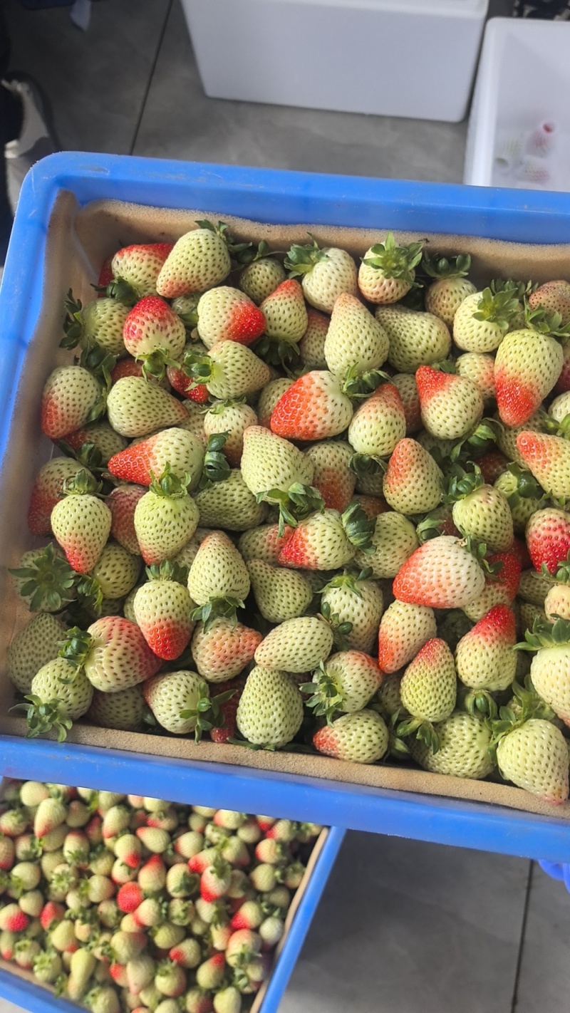 云南会泽待补蒙特瑞草莓各种规格齐全价格实惠欢迎联系