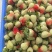 云南会泽待补蒙特瑞草莓各种规格齐全价格实惠欢迎联系