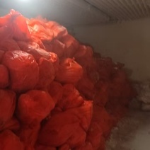 辽宁大型分割场直发猪头各种猪福产品等品种齐全对接全国