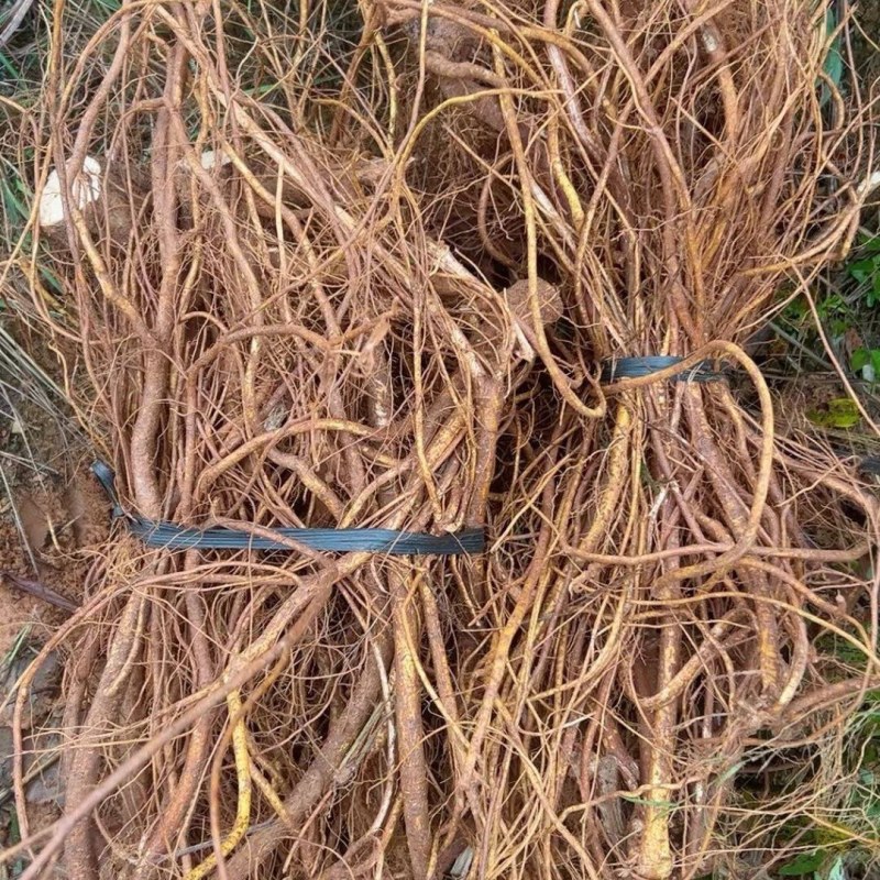 大量新鲜五指毛桃