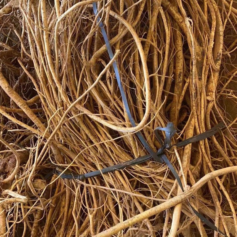 大量新鲜五指毛桃