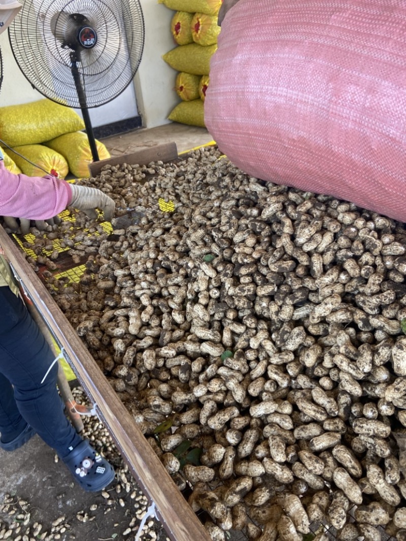 新鲜白米湿花生广东徐闻产地直发对接全国各大电商平台销售
