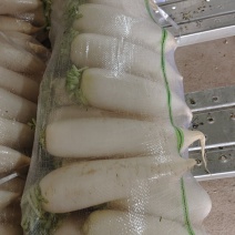 白萝卜