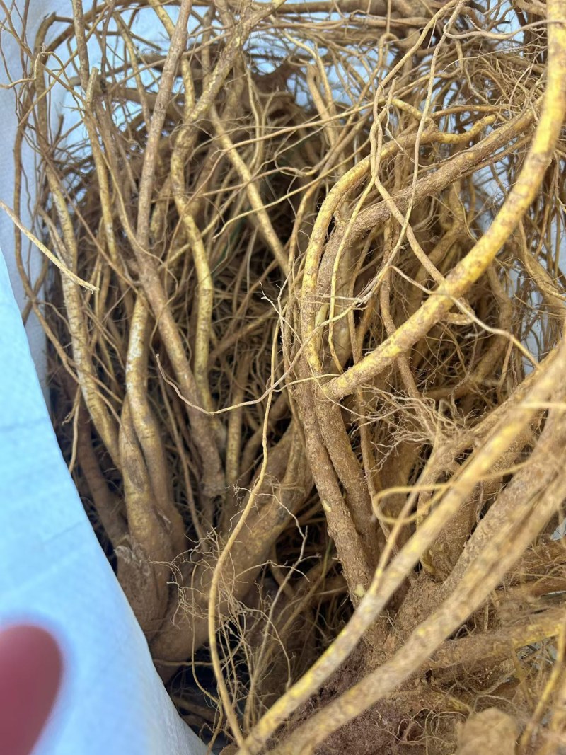 五指毛桃