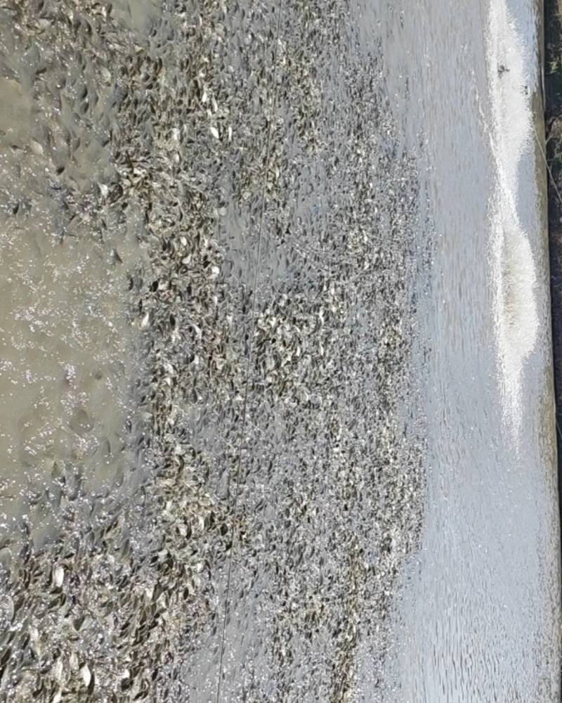 鲤鱼鱼苗14尾/斤，价格可议，现有15000斤以上