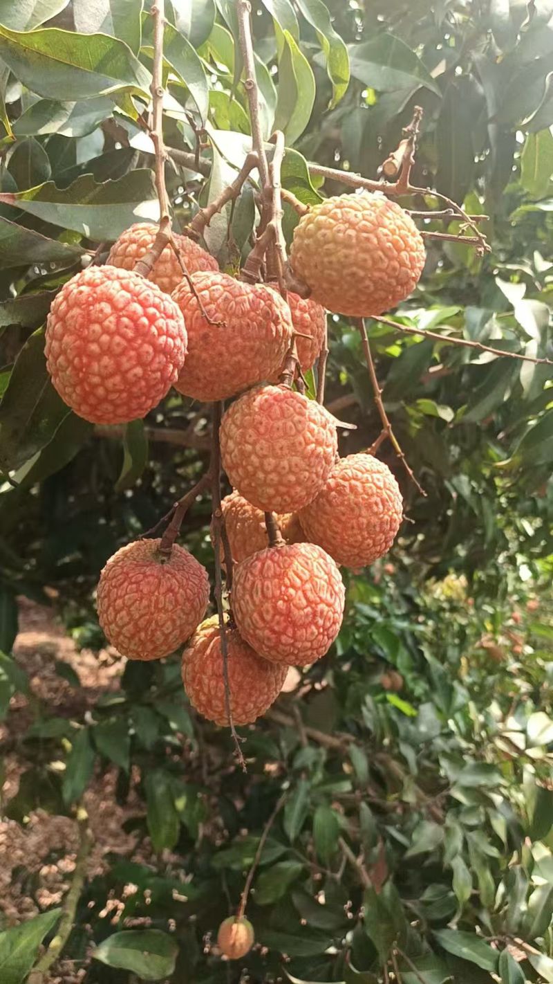 荔枝，果头大