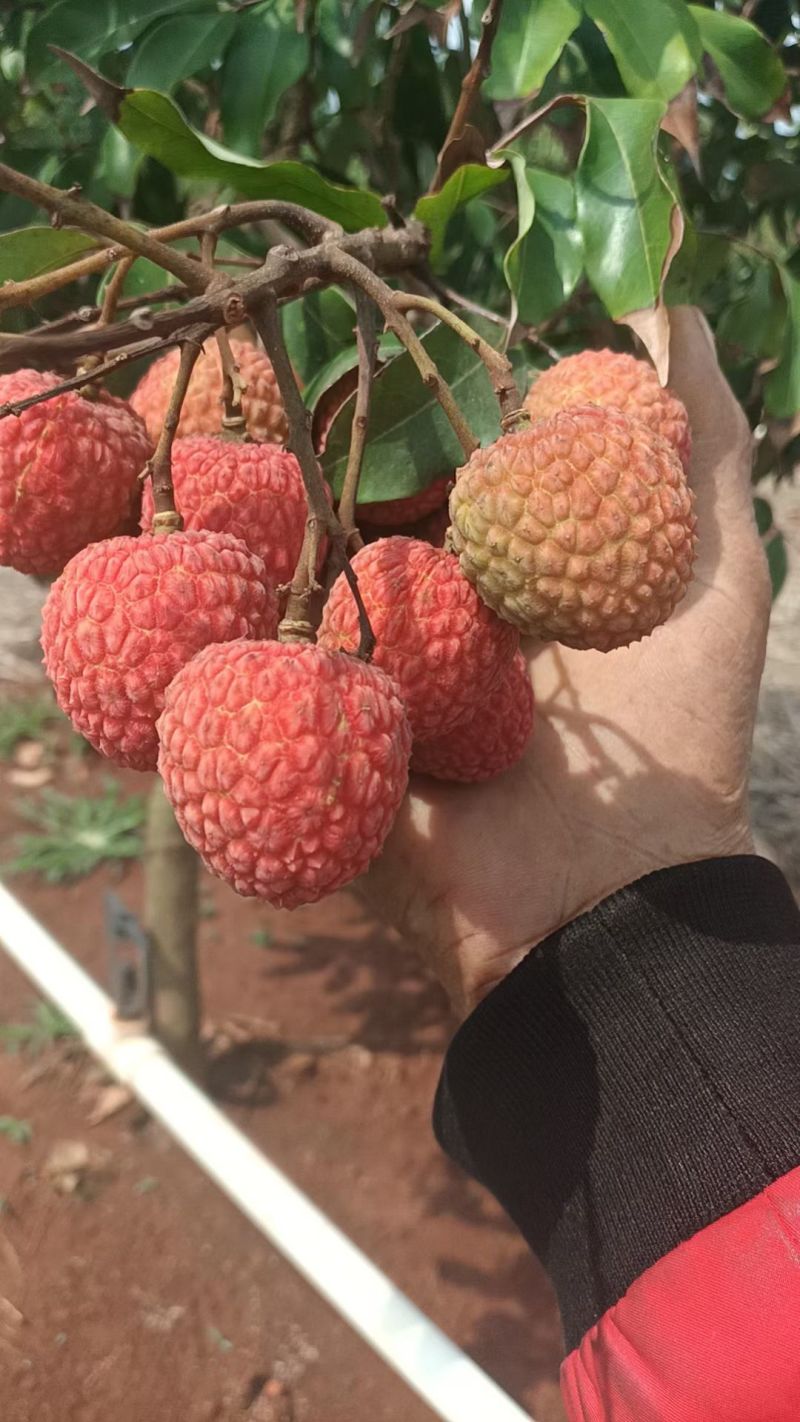荔枝，果头大