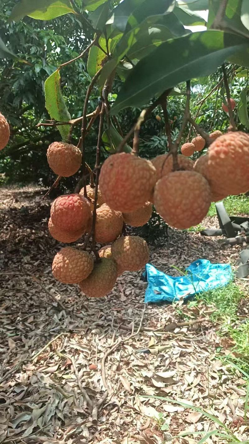 荔枝，果头大