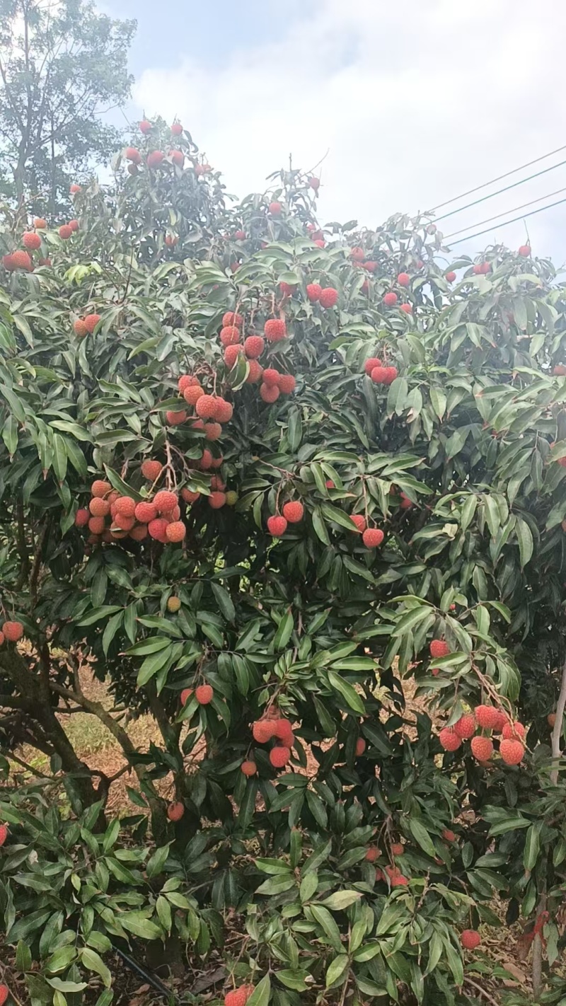 荔枝，果头大