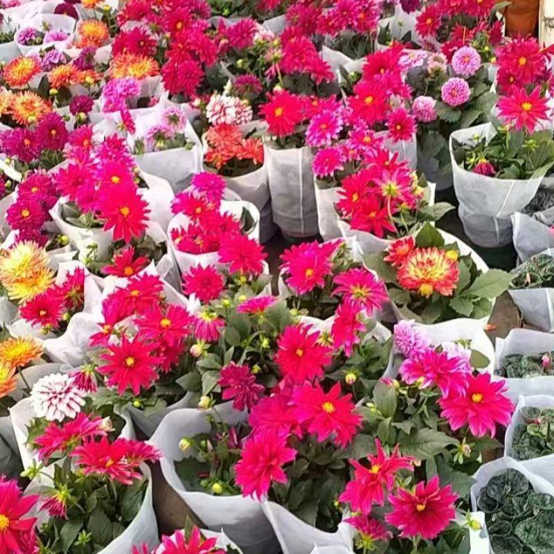 大丽花原盆原土带花带花苞发货球根多年花卉盆栽室内室外客厅