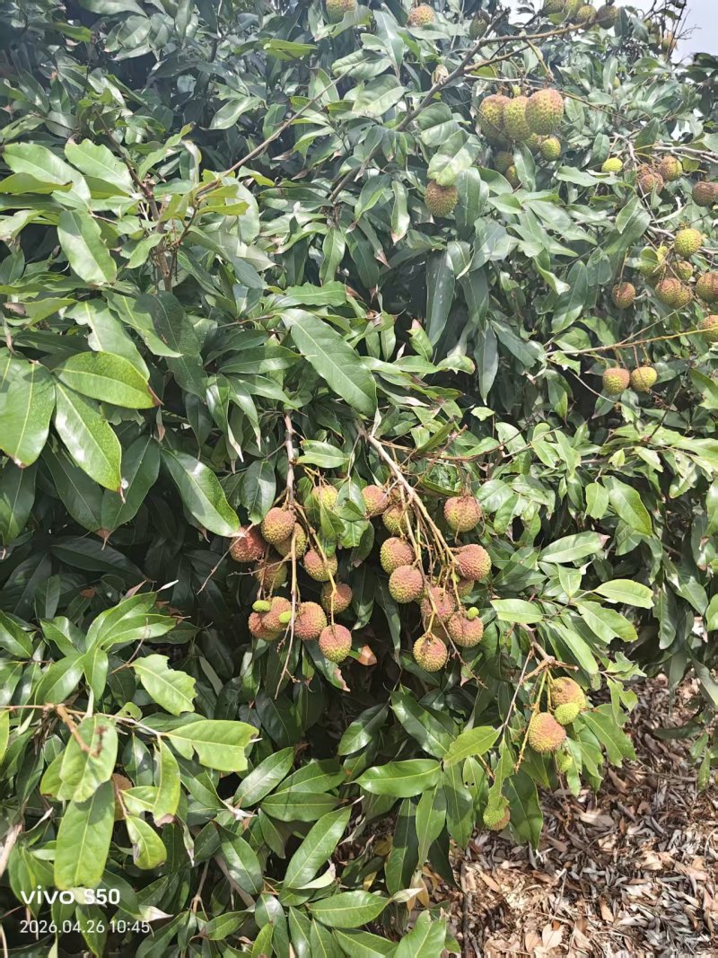 妃子笑荔枝广东荔枝大量现货供应，规格齐全，可视频看货