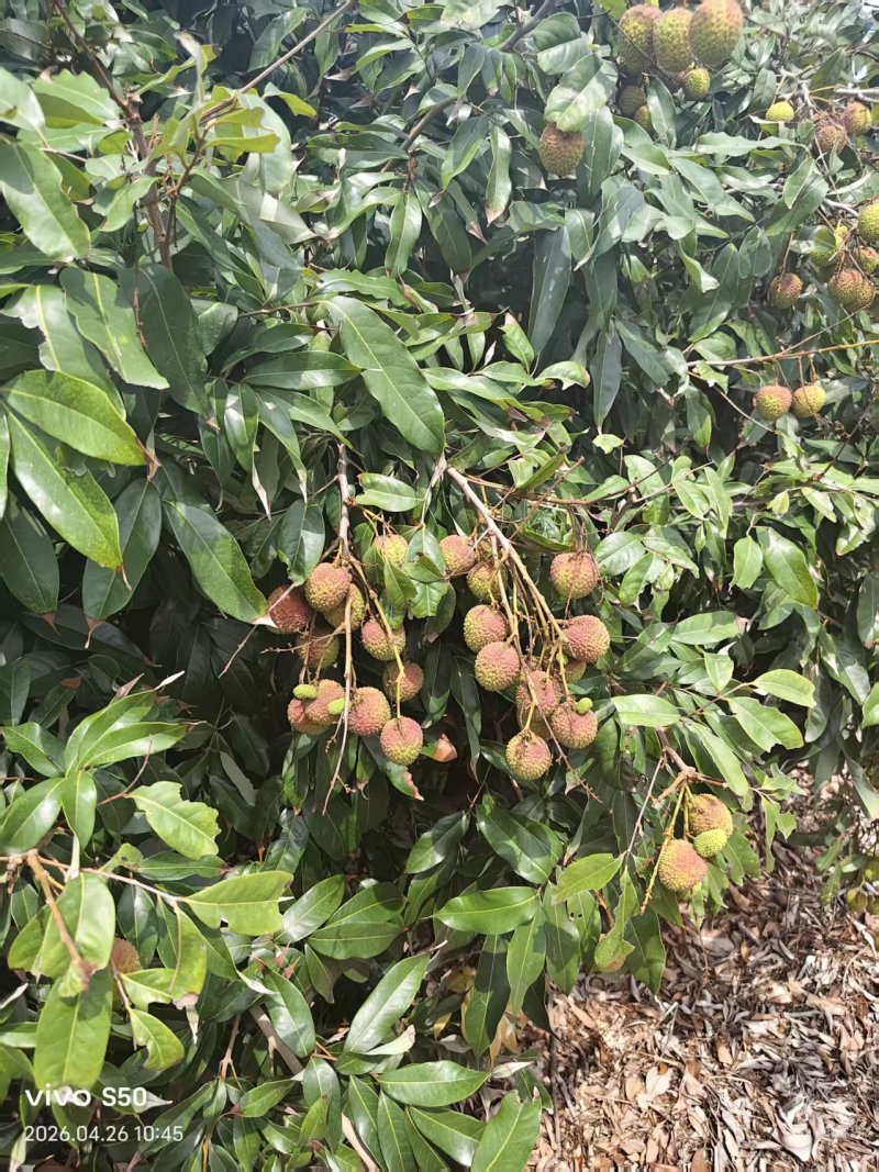 妃子笑荔枝广东荔枝大量现货供应，规格齐全，可视频看货