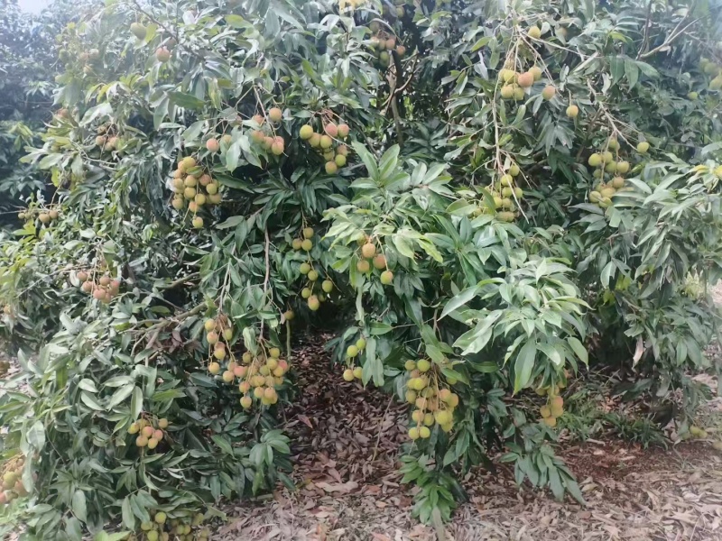 妃子笑荔枝广东荔枝大量现货供应，规格齐全，可视频看货
