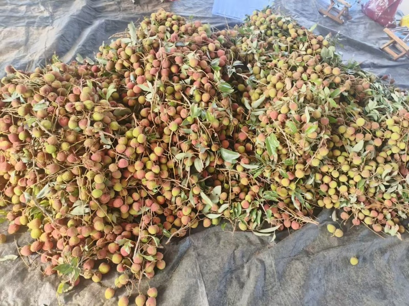 妃子笑荔枝广东荔枝大量现货供应，规格齐全，可视频看货